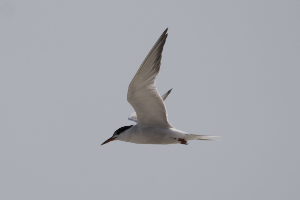 Common Tern - ML607307881