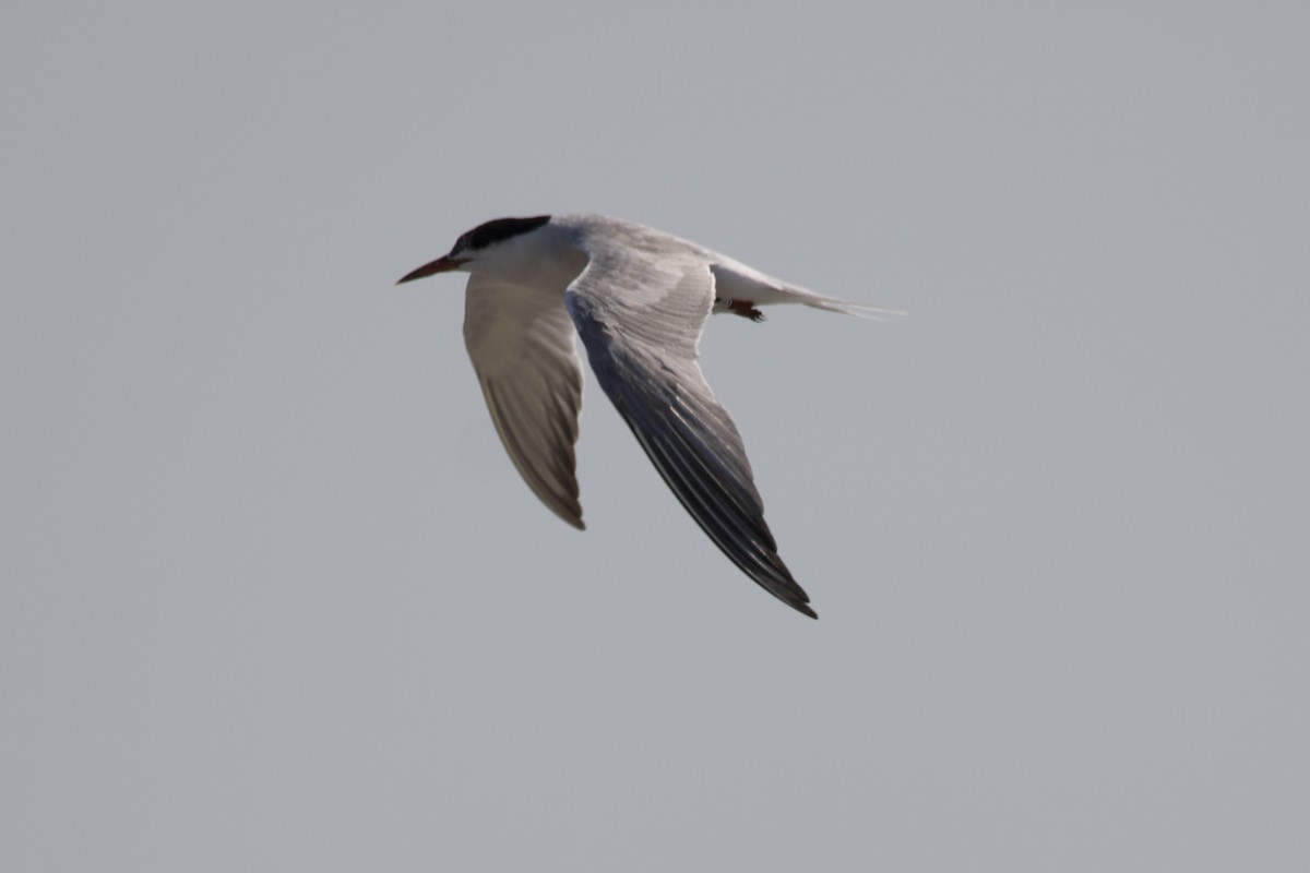 Common Tern - ML607307891