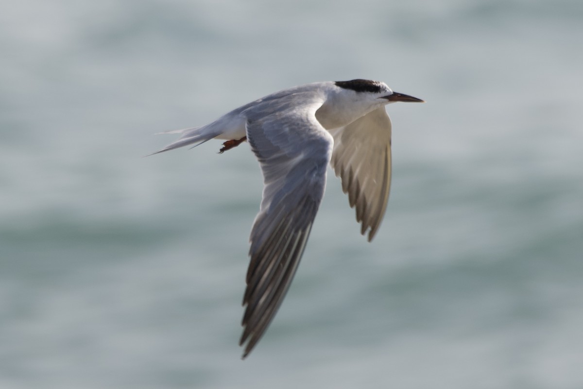 Common Tern - ML607307901