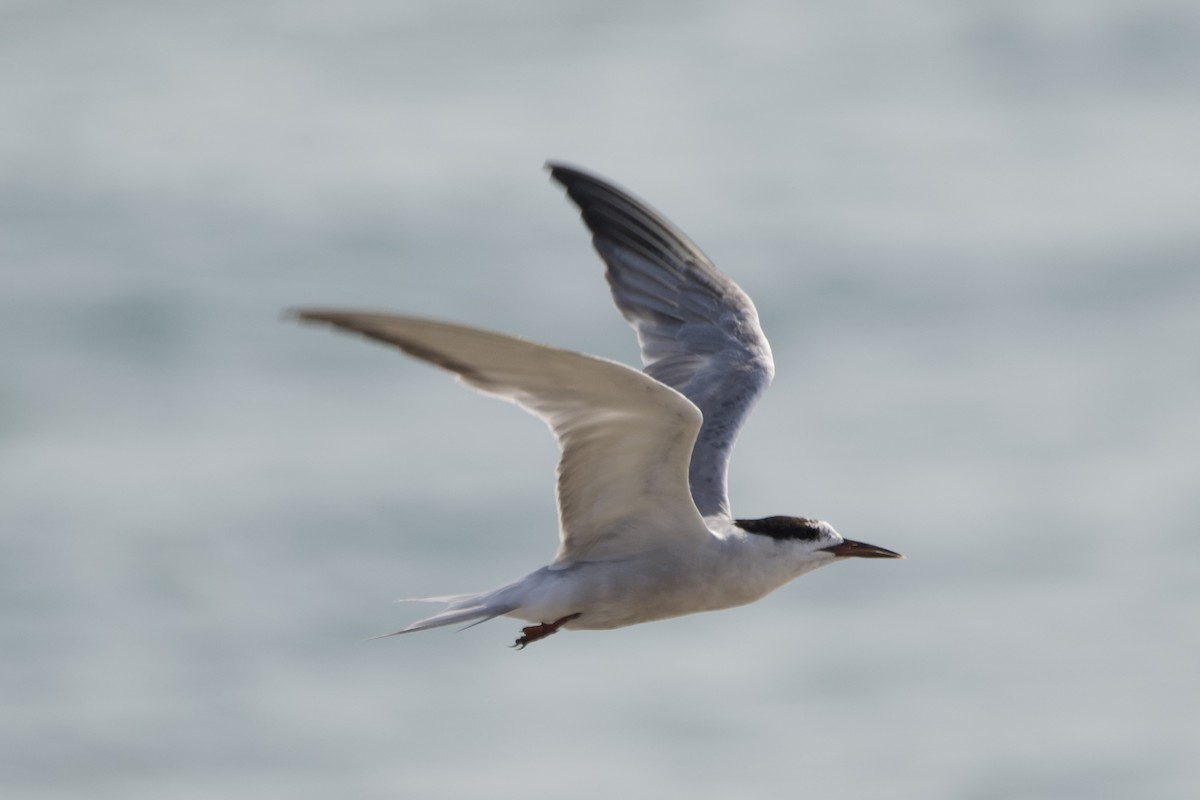 Common Tern - ML607307911