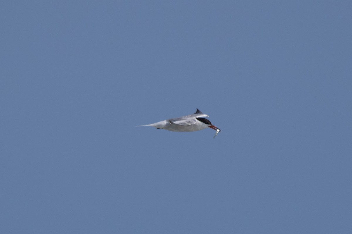 Common Tern - ML607307941
