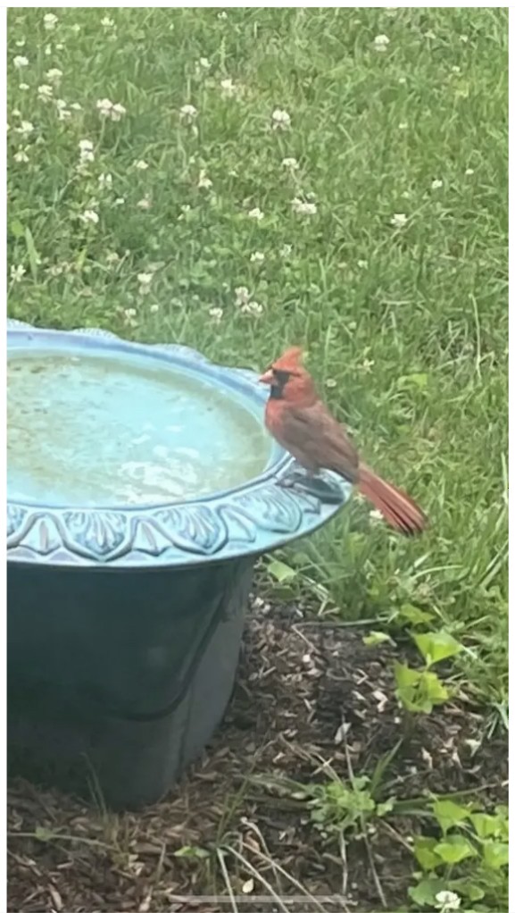 Northern Cardinal - ML607308601