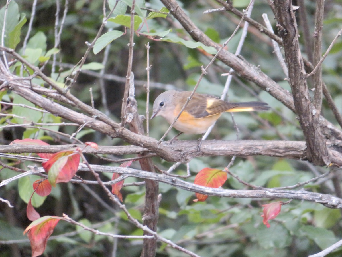 American Redstart - ML607308751