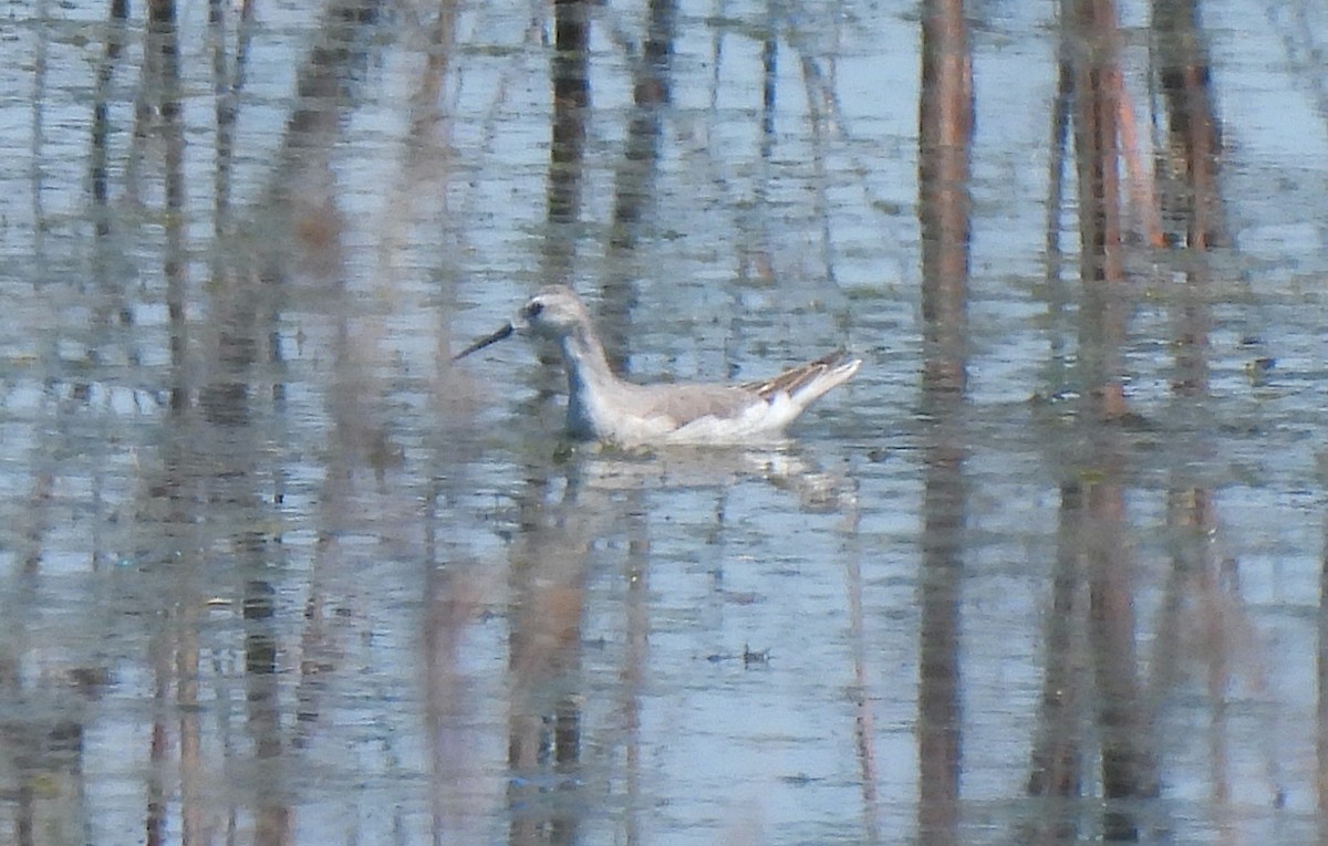 Falaropo Tricolor - ML607308851