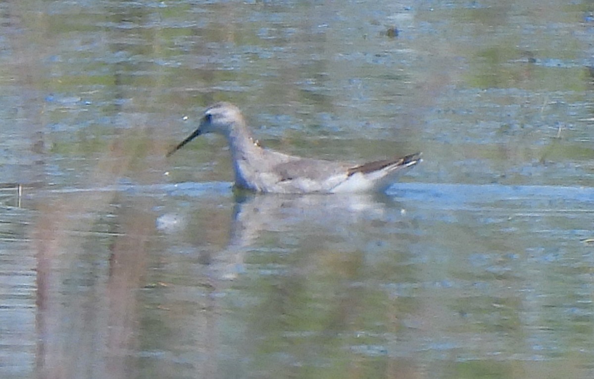 Wilson's Phalarope - Charity Hagen