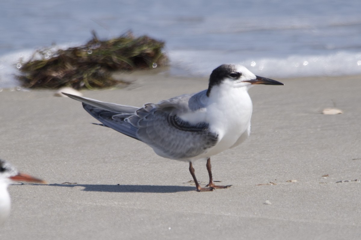 Common Tern - ML607309441