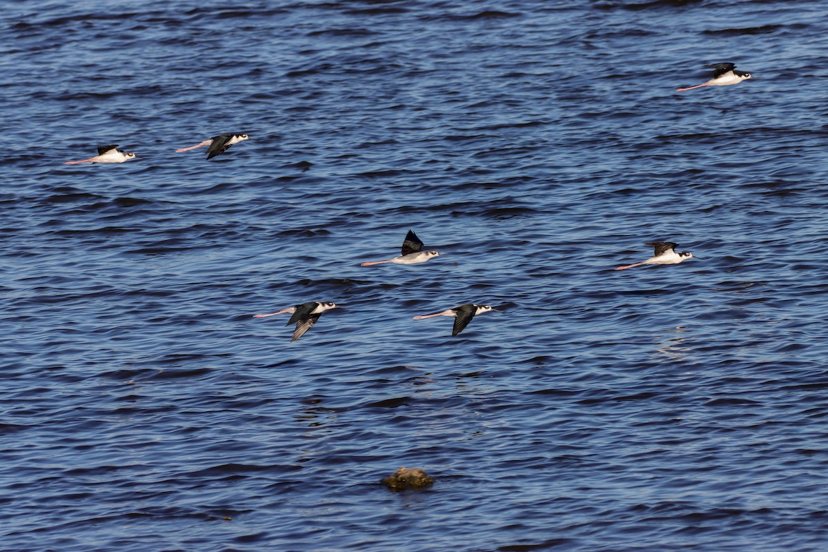 Black-necked Stilt - ML607310781