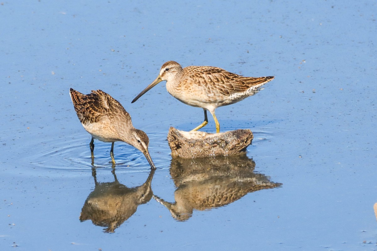 Short-billed Dowitcher - ML607311131