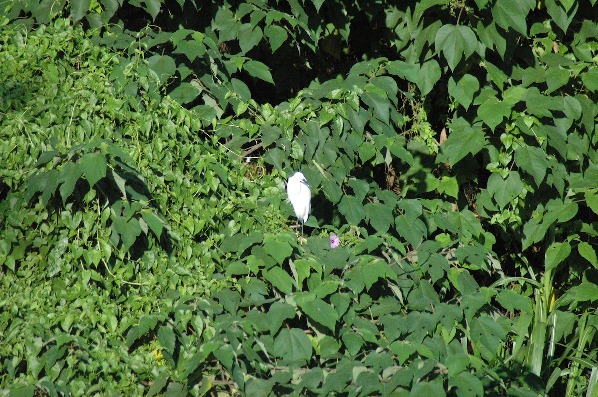 Little Egret - Evan Lee