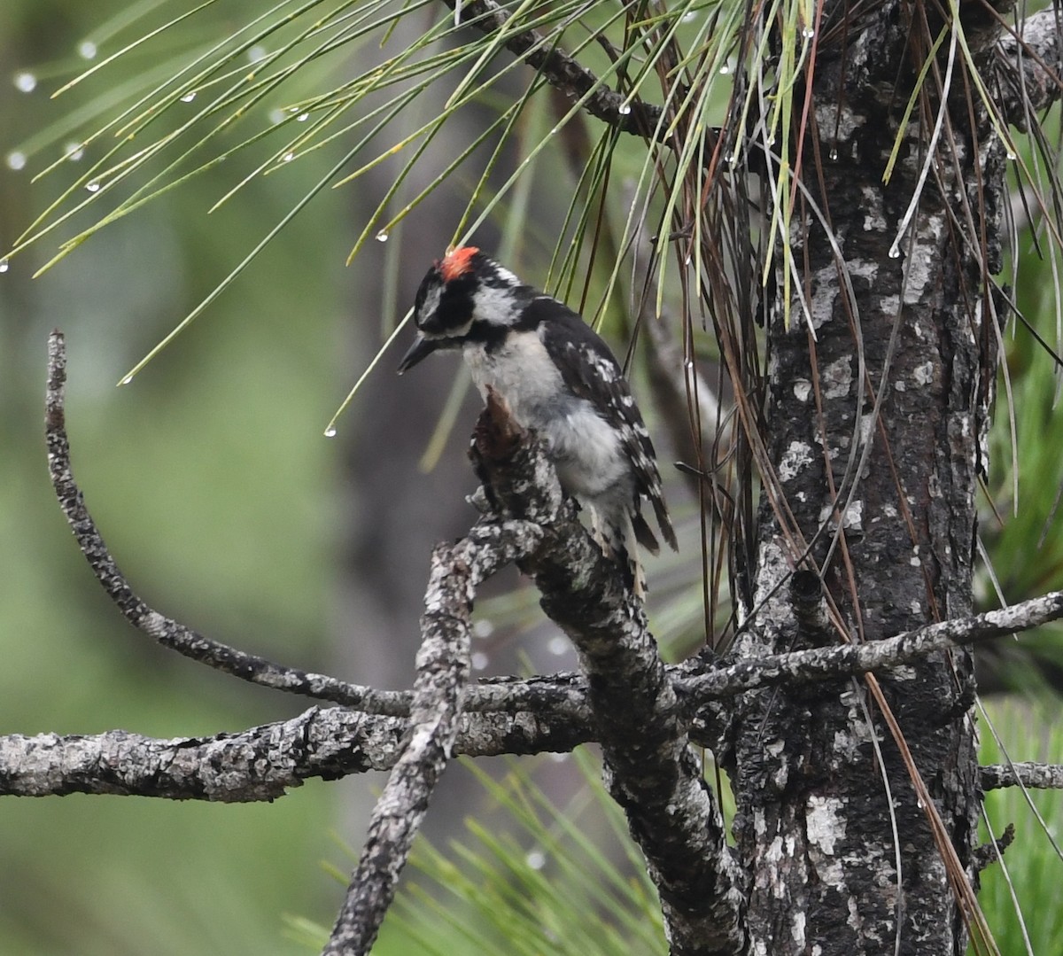 Downy Woodpecker - ML60731181