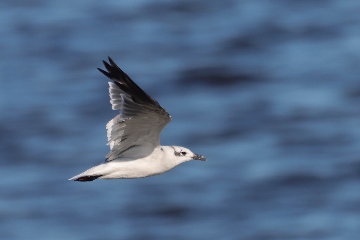 Gaviota Guanaguanare - ML607312211