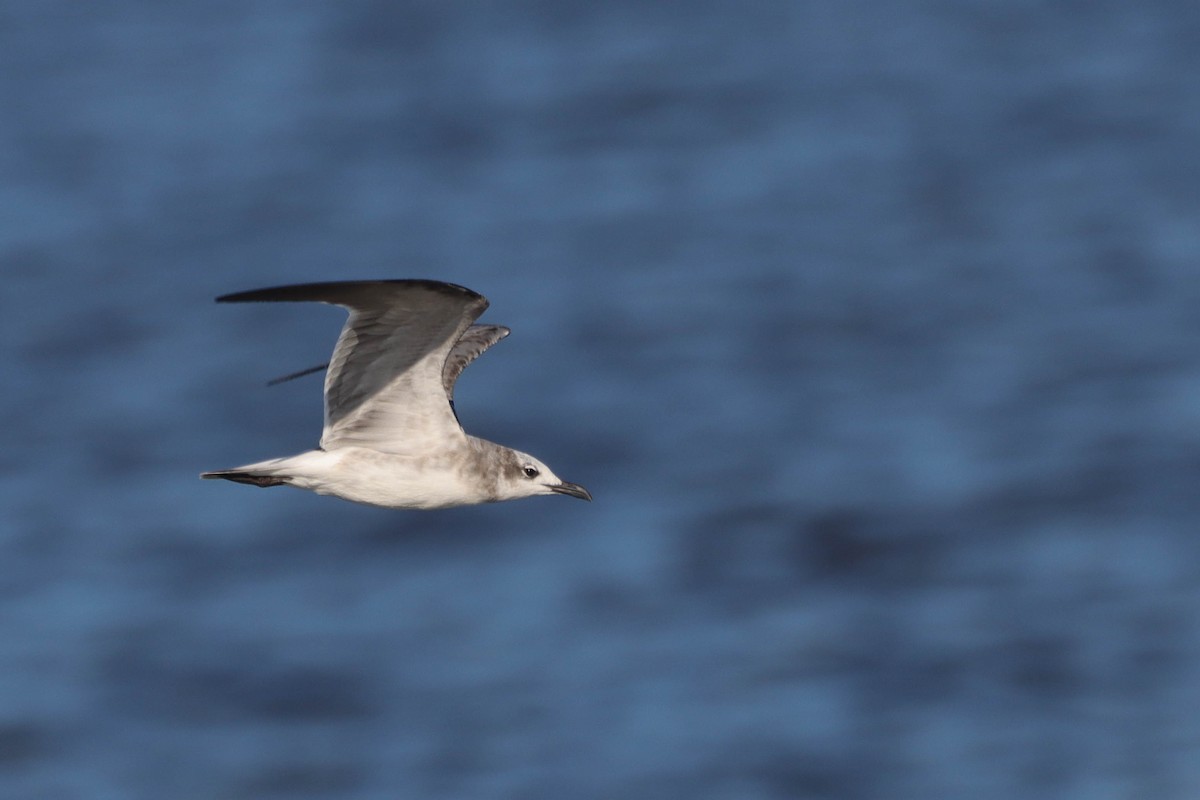 Laughing Gull - ML607312241