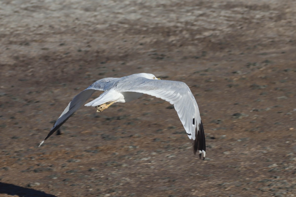 Ring-billed Gull - ML607312771