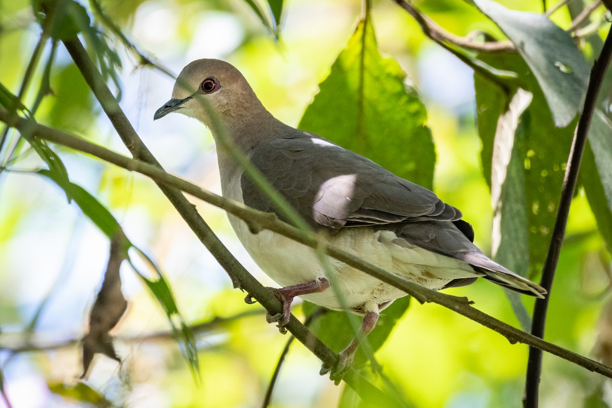 White-tipped Dove - ML607313021