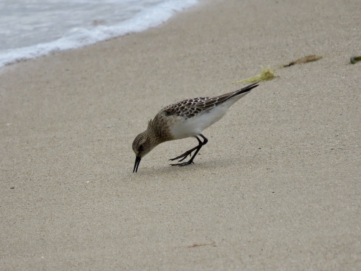 Baird's Sandpiper - Kim Wylie