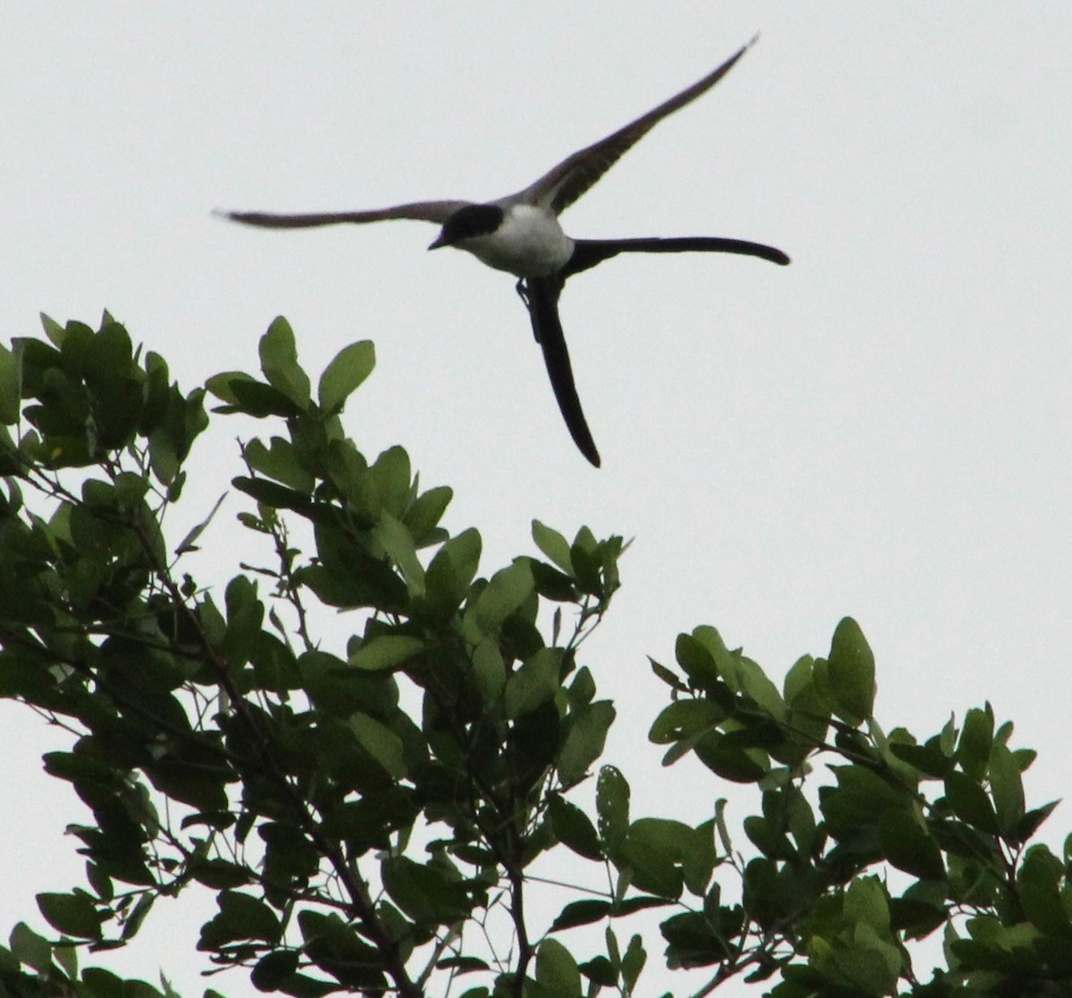 Fork-tailed Flycatcher - T L P L