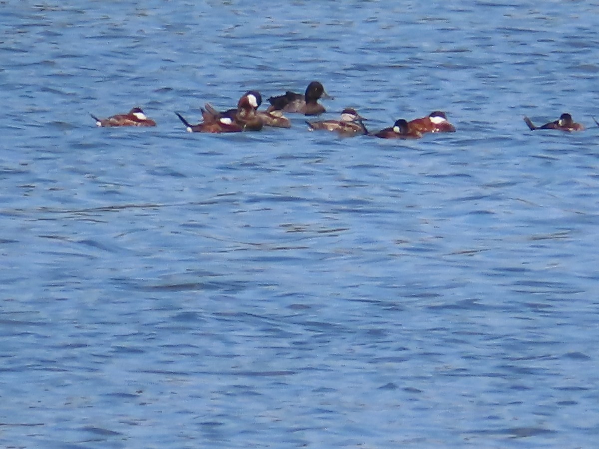 Lesser Scaup - ML607314261