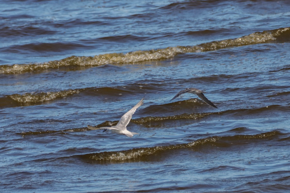 Forster's Tern - ML607314421