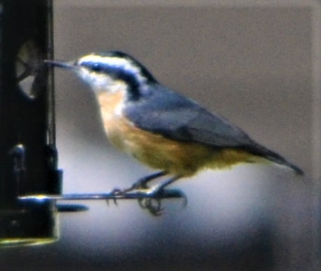 Red-breasted Nuthatch - ML607314661