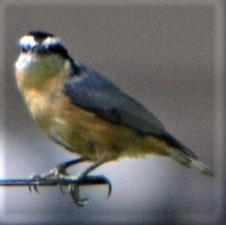 Red-breasted Nuthatch - ML607314671