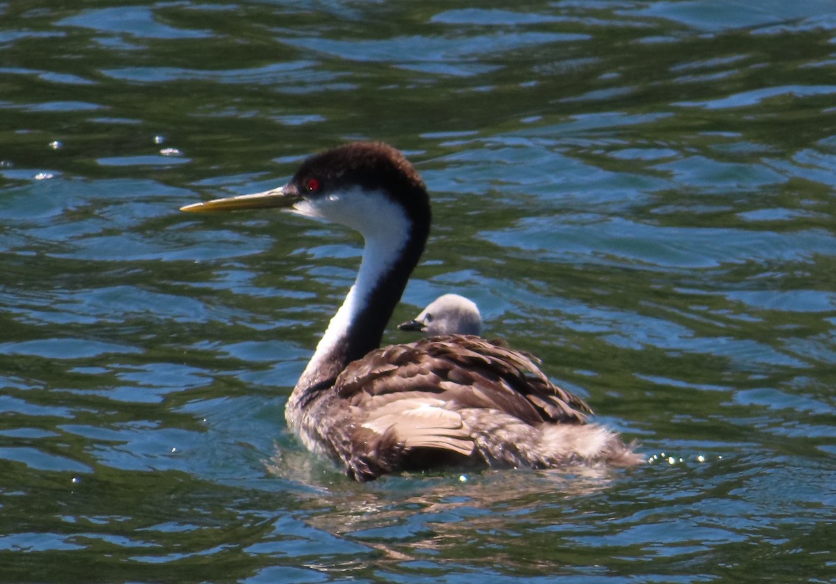 Western Grebe - ML607315391