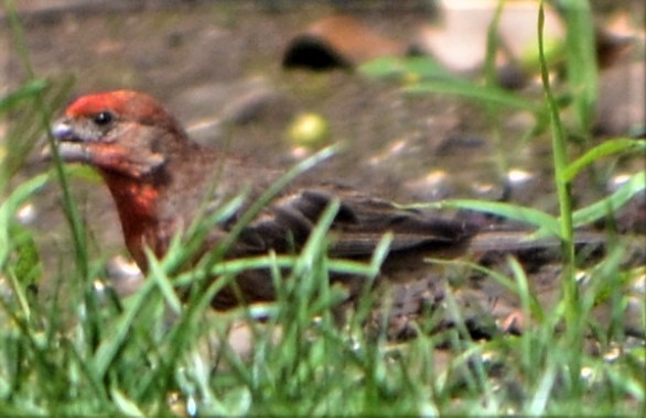 House Finch - ML607317211