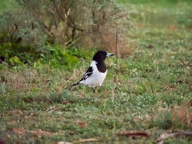 Pied Butcherbird - ML607317491