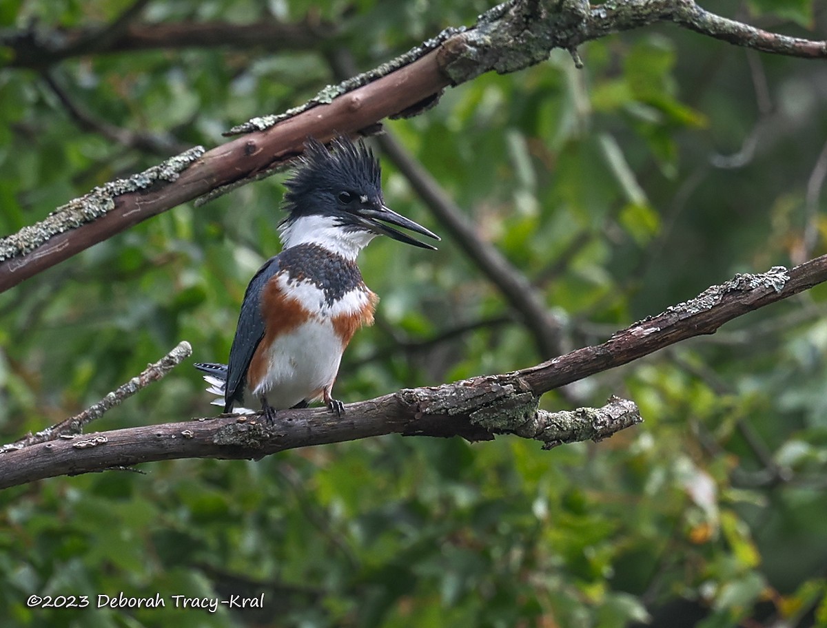 Belted Kingfisher - ML607317931