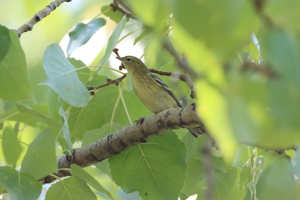 Paruline rayée - ML607319461