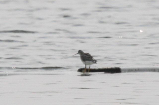 Phalarope de Wilson - ML607319651