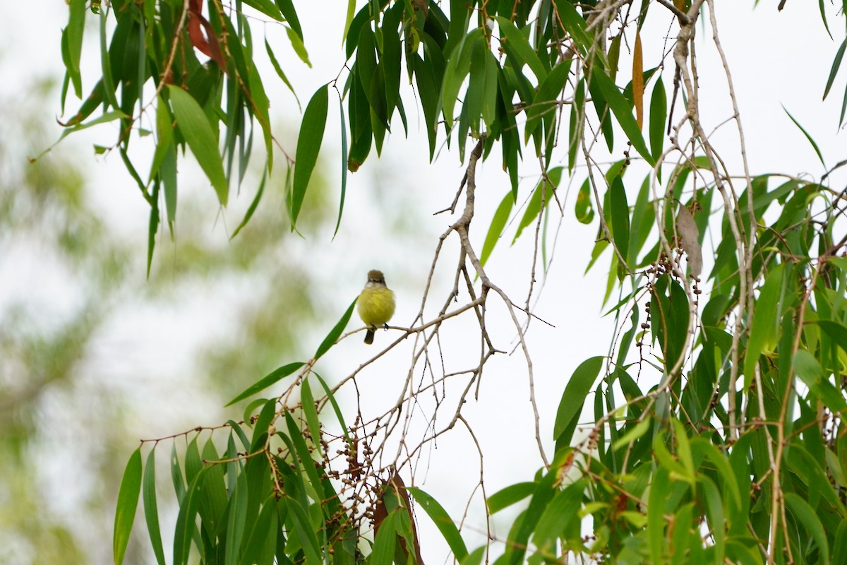 Lemon-bellied Flyrobin - Jack Tordoff