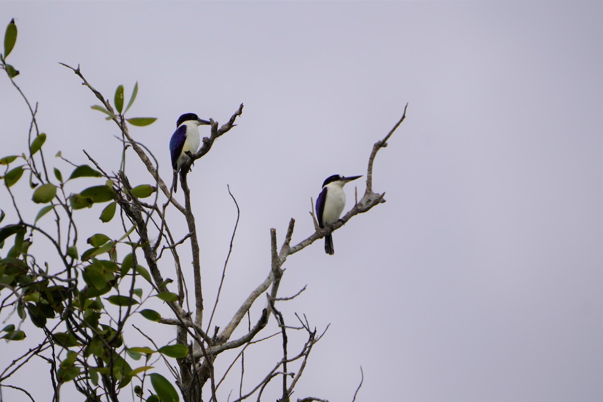 Forest Kingfisher - ML607320411