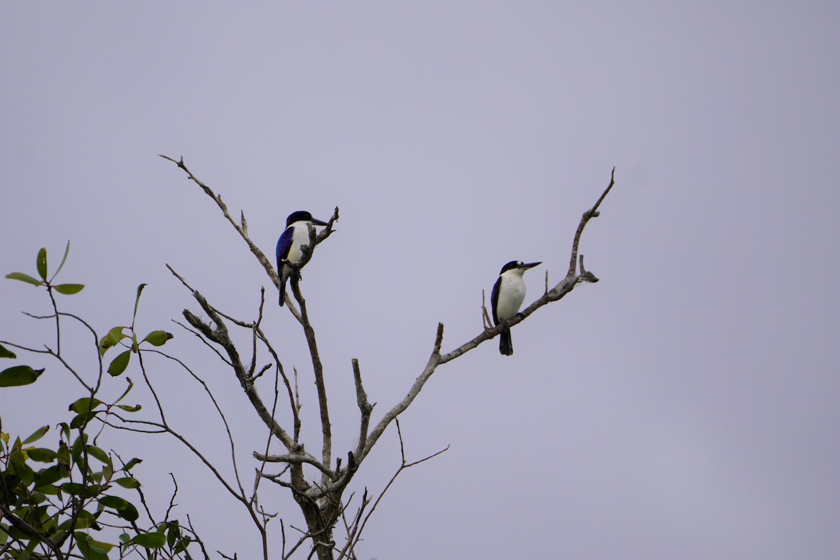 Forest Kingfisher - ML607320421