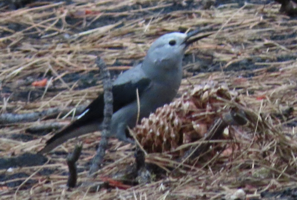 Clark's Nutcracker - ML607320451