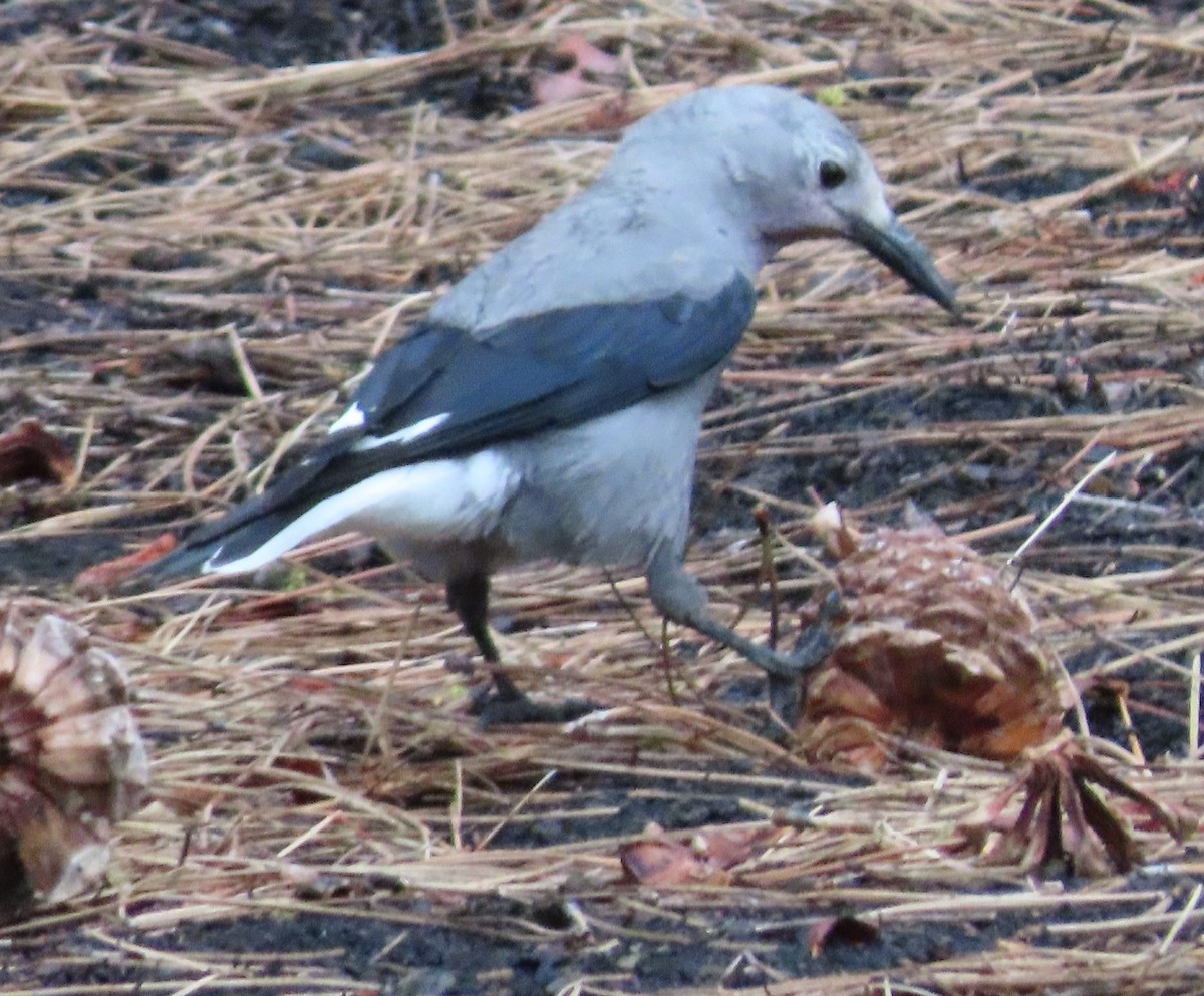 Clark's Nutcracker - ML607320461