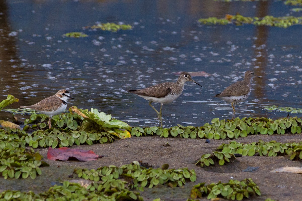 Solitary Sandpiper - ML607320581