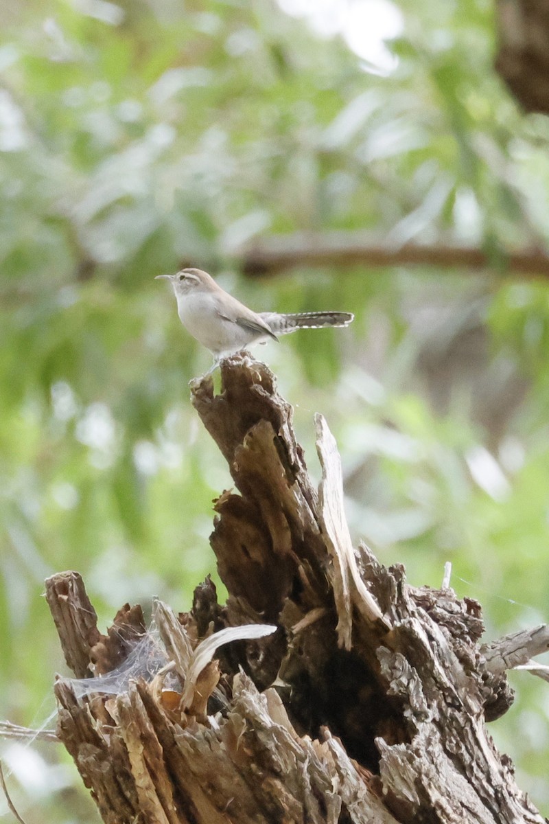 Bewick's Wren - ML607320611