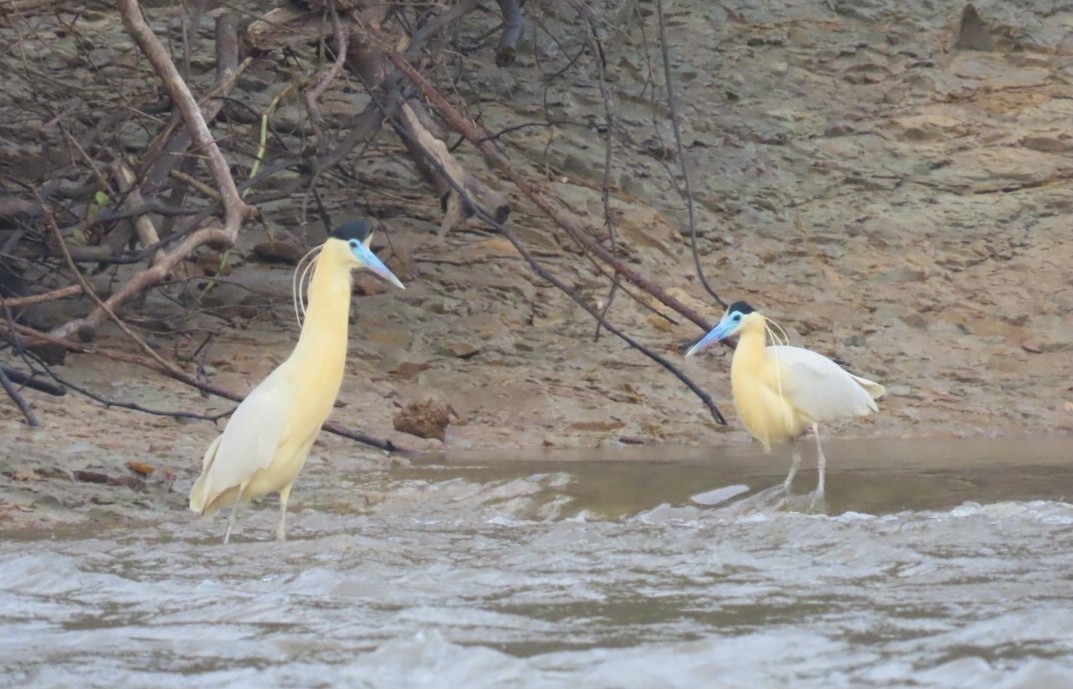 Capped Heron - Enrico Leonardi