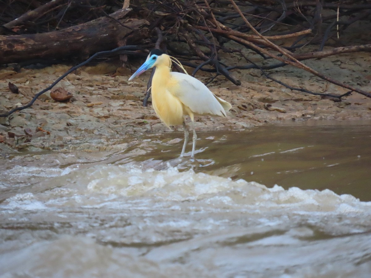 Garza Capirotada - ML607321891