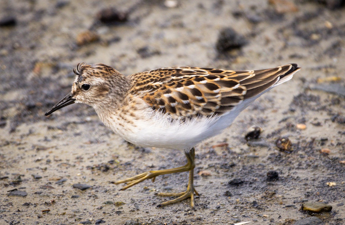 Least Sandpiper - chel sea