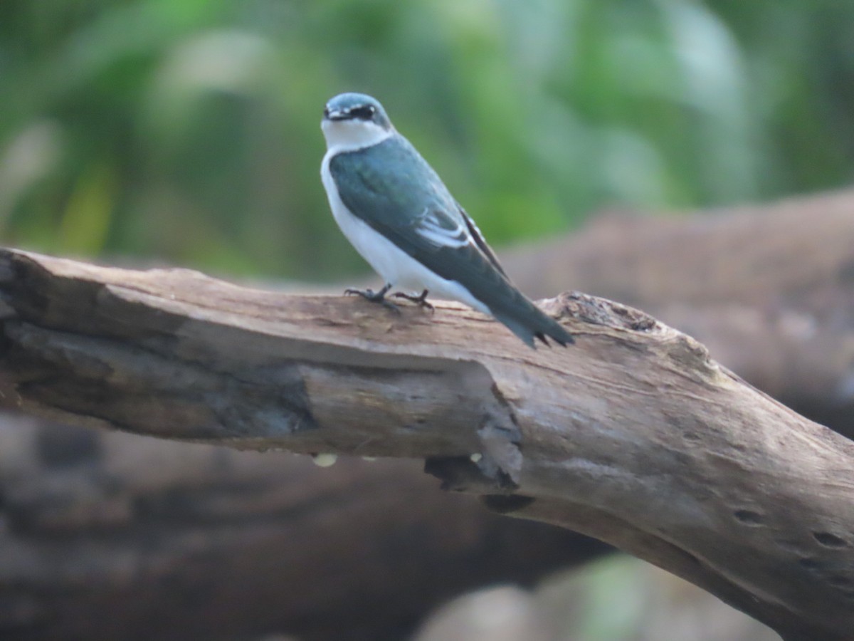 Mangrove Swallow - ML607321991