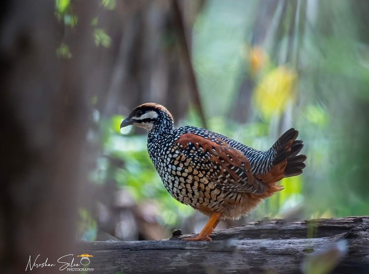 Chinese Francolin - Niroshan Silva