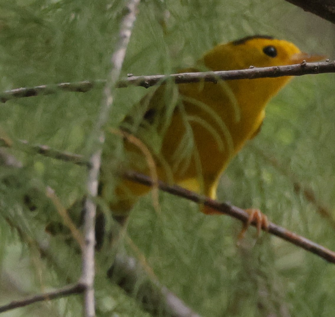 Wilson's Warbler - ML607322131