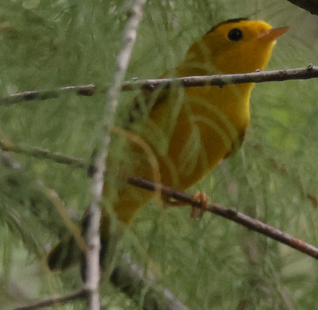 Wilson's Warbler - ML607322141