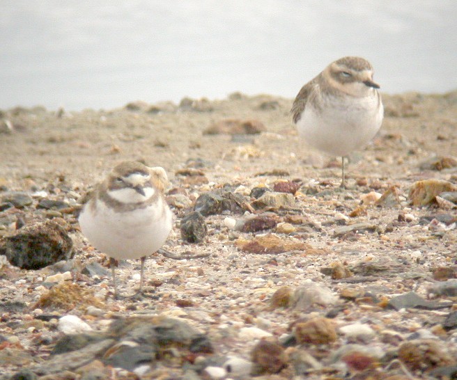 Double-banded Plover - Peter Woodall