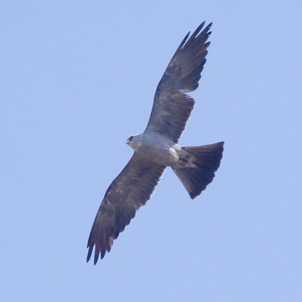 Mississippi Kite - ML607322701