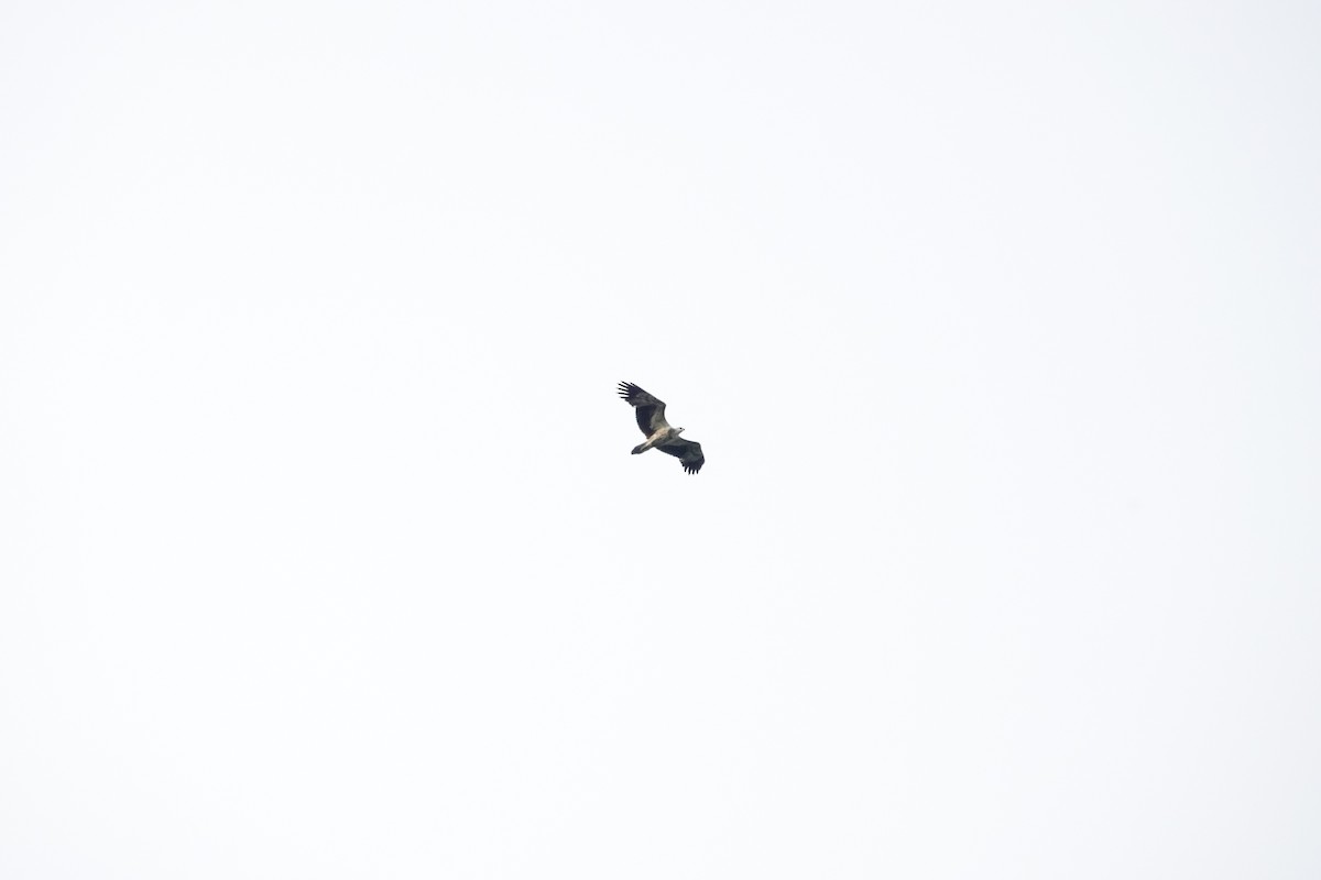 White-bellied Sea-Eagle - David Diller