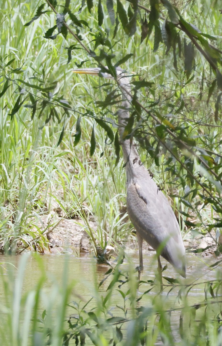 Great Blue Heron - ML607323851