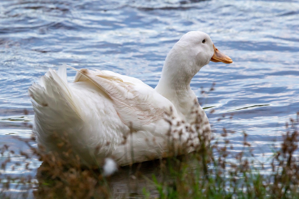 Mallard - manabu kimura