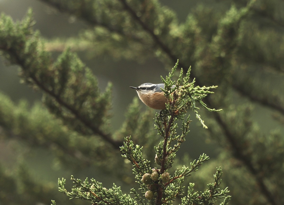 Red-breasted Nuthatch - ML607327171